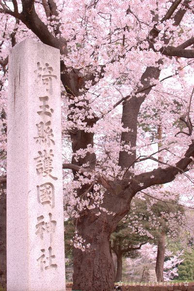 桜2.jpg