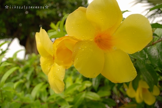 黄色いお花.jpg